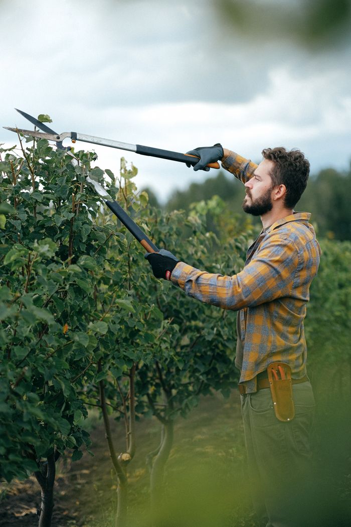 services-03 A gardener using shears to trim bushes outdoors in a farm setting.